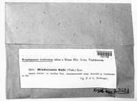 Discostroma corticola image